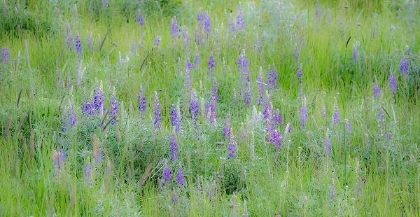 Gulin, Sylvia 아티스트의 USA-Washington State-Colfax Palouse field of grass and lupine작품입니다.